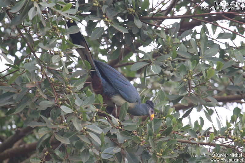 Great Blue Turacoadult