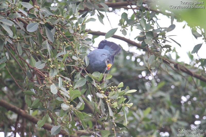 Touraco géantadulte