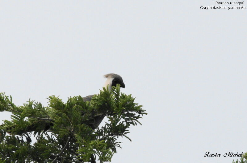 Bare-faced Go-away-bird