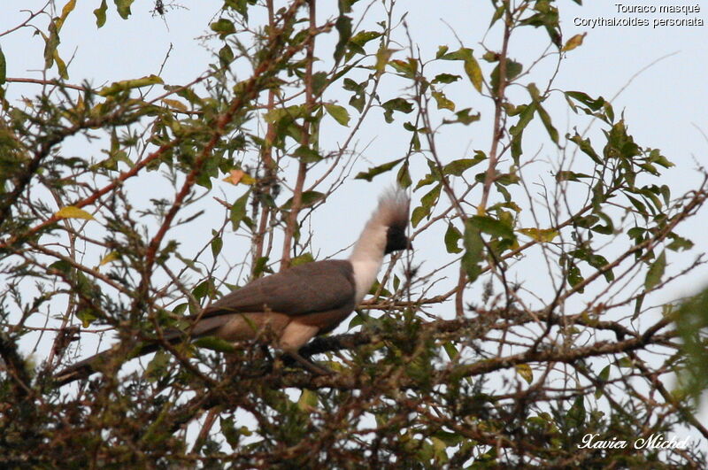 Bare-faced Go-away-bird