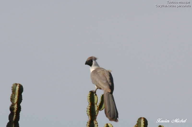 Bare-faced Go-away-bird