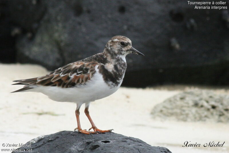 Tournepierre à collier, identification