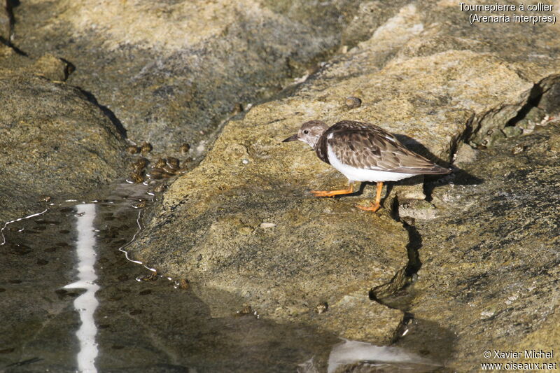 Ruddy Turnstone