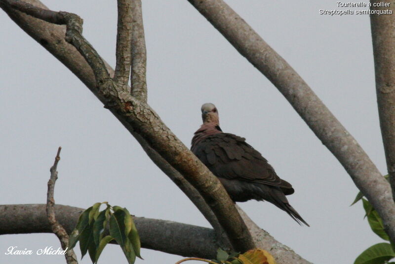 Red-eyed Dove