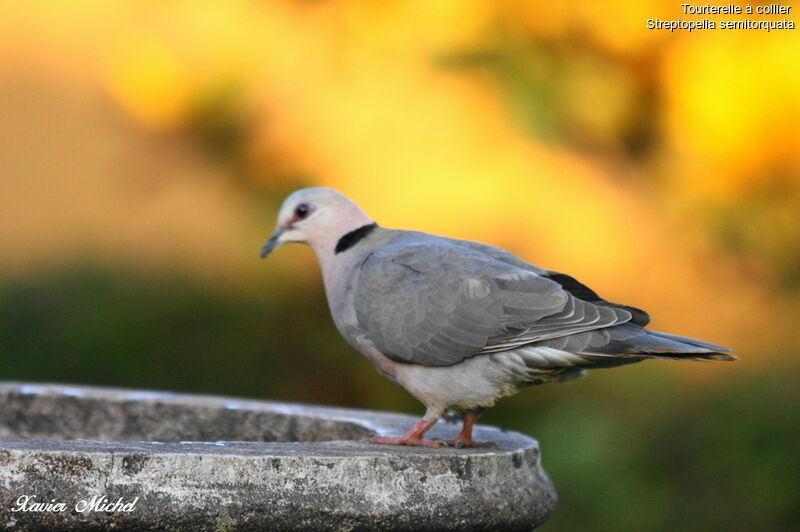 Red-eyed Dove