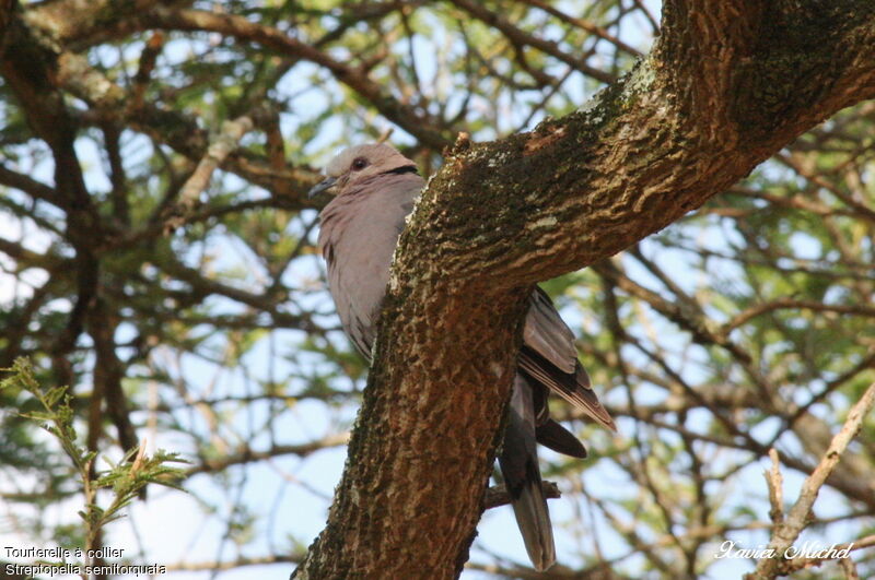 Red-eyed Dove