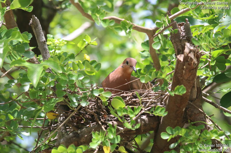 Zenaida Dove, Reproduction-nesting