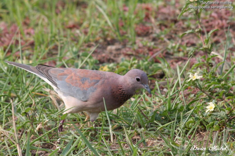 Laughing Dove