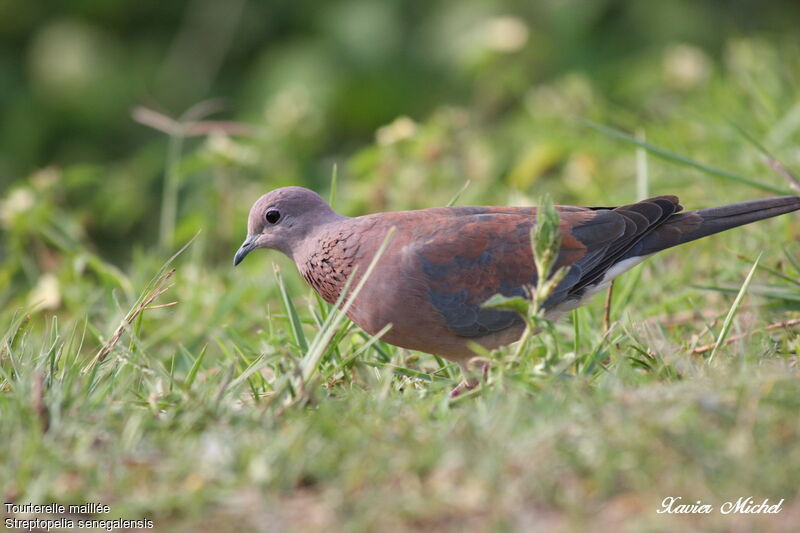 Laughing Dove