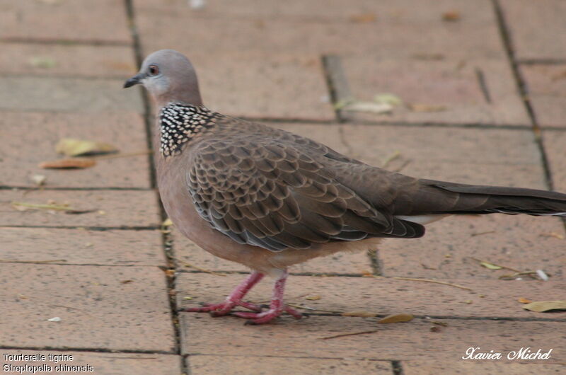 Spotted Doveadult, identification