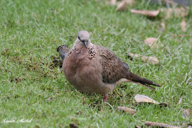 Spotted Doveadult, identification