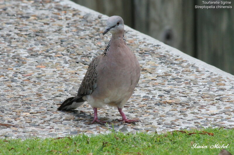 Spotted Doveadult, identification