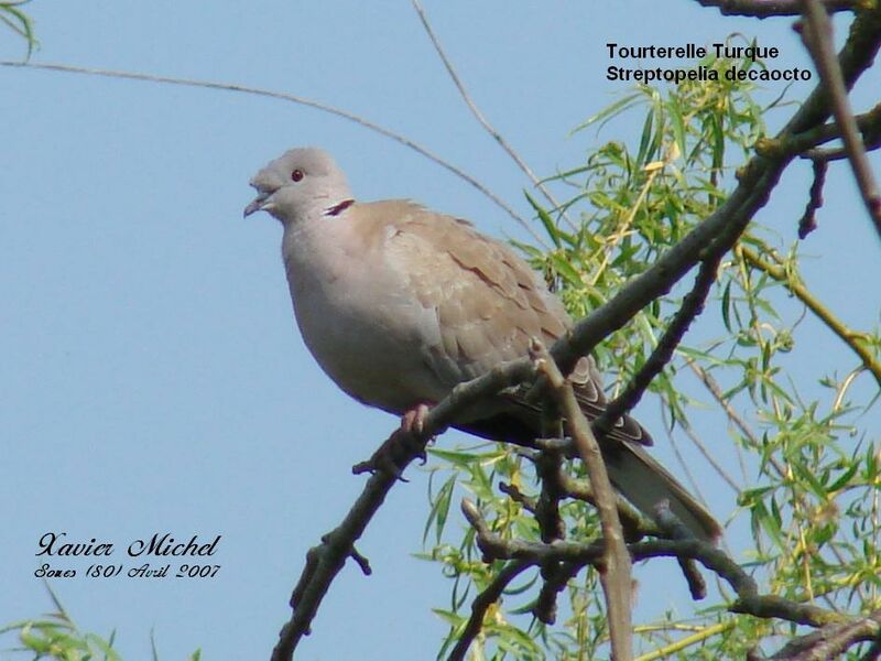 Eurasian Collared Dove