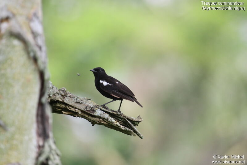 Traquet commandeur mâle, identification