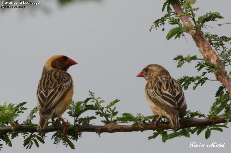 Red-billed Quelea 