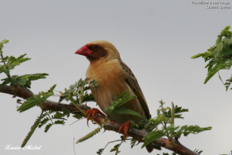 Red-billed Quelea male