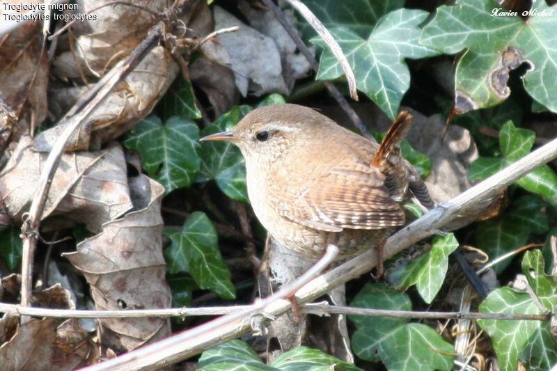 Eurasian Wrenadult breeding