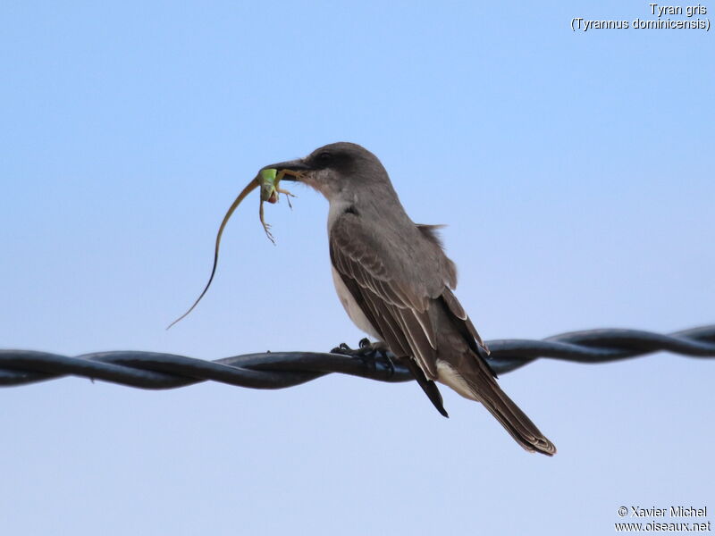 Grey Kingbirdadult, feeding habits, fishing/hunting, eats