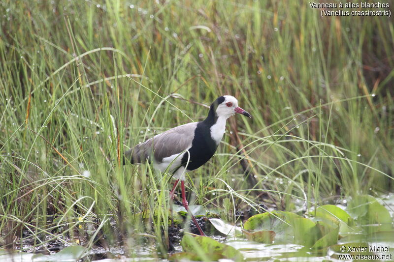 Vanneau à ailes blanches