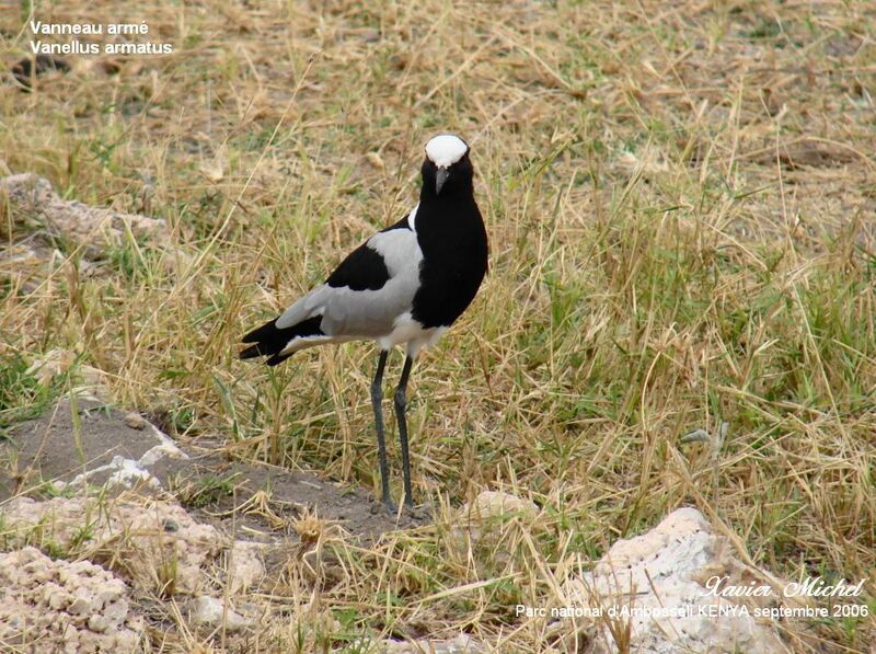 Blacksmith Lapwing