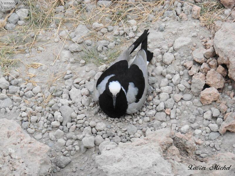 Blacksmith Lapwing