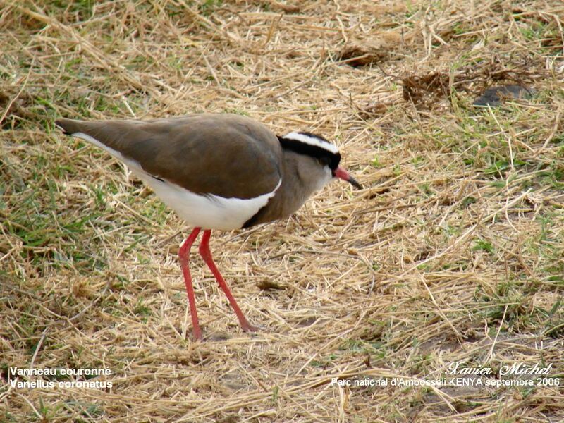 Crowned Lapwing