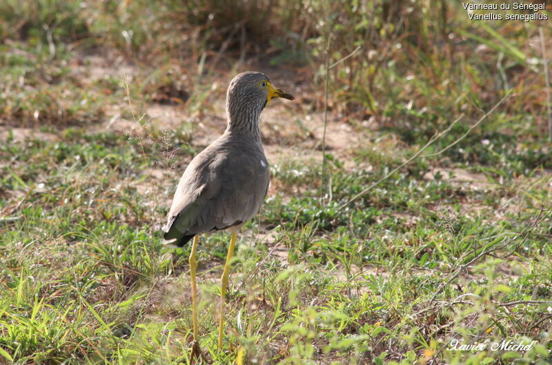 Vanneau du Sénégal