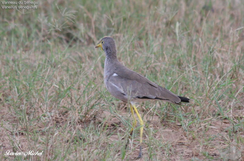 African Wattled Lapwing