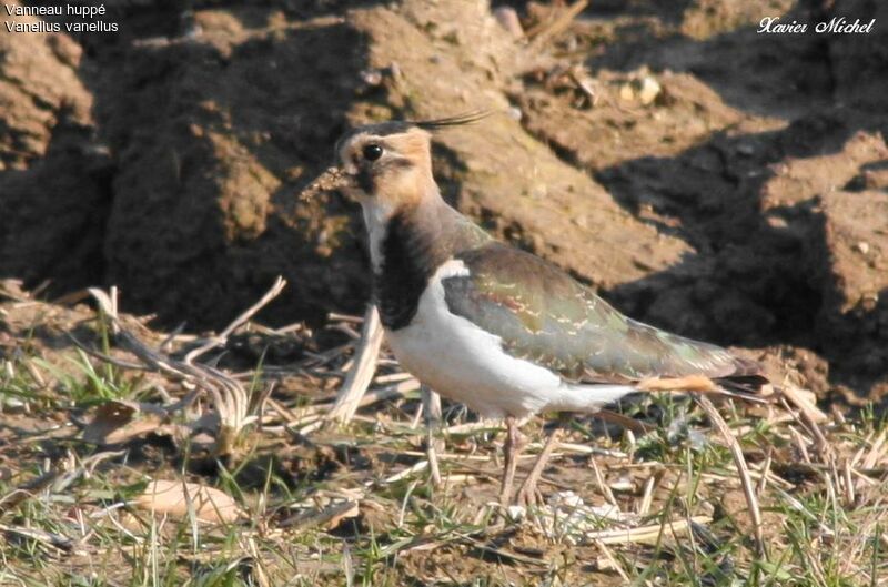 Northern Lapwing