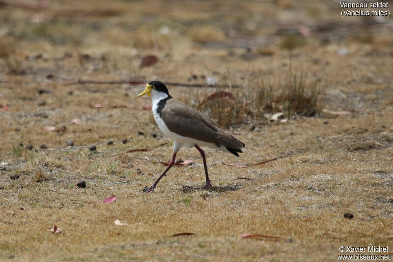 Vanneau soldatadulte, identification