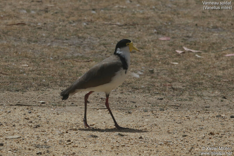 Masked Lapwingadult