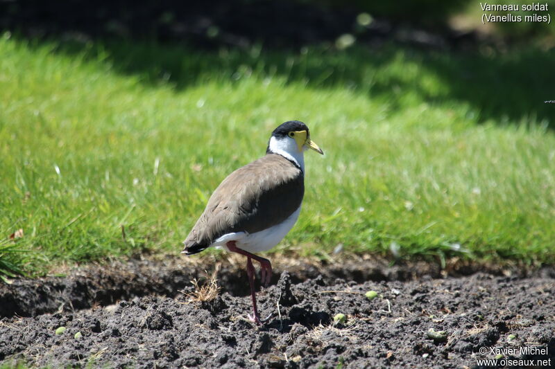 Vanneau soldatadulte, identification