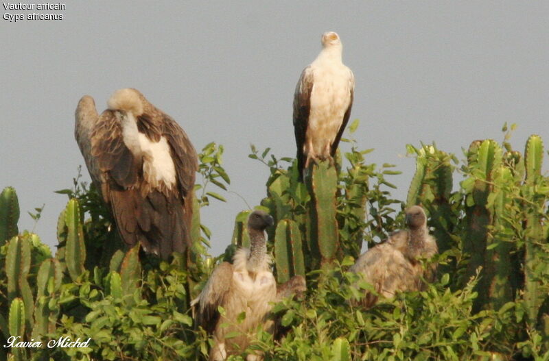 Vautour africain