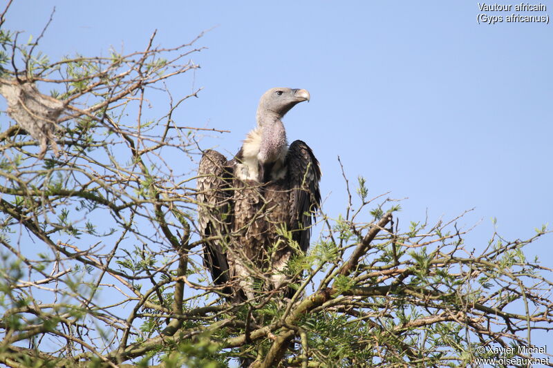 Vautour africainadulte