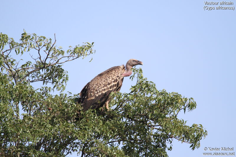 Vautour africainadulte, identification