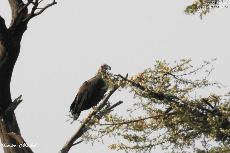 Lappet-faced Vulture