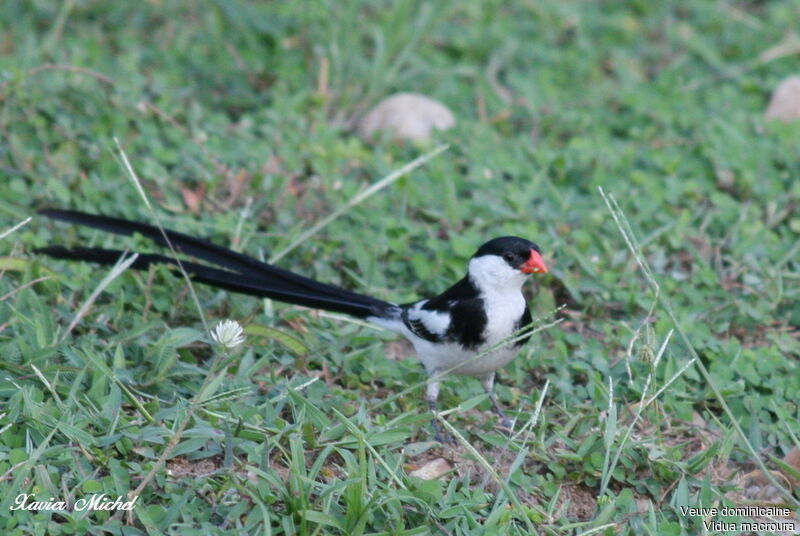 Pin-tailed Whydah male