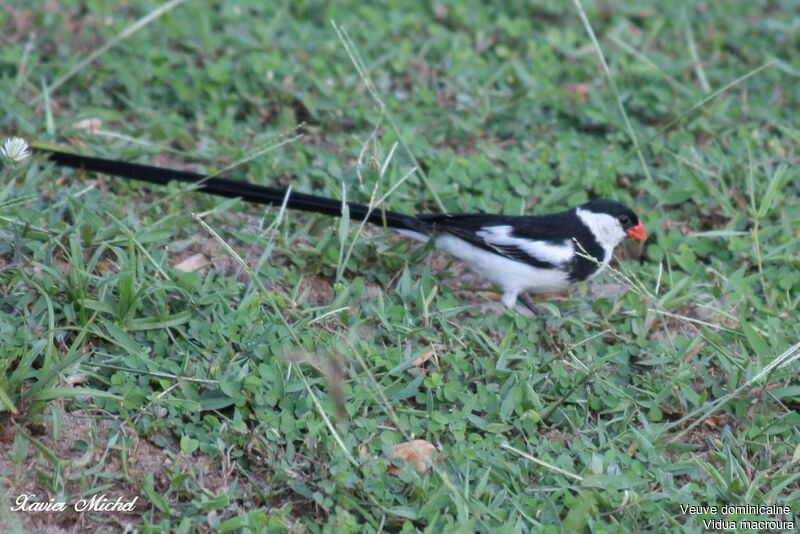 Pin-tailed Whydah male