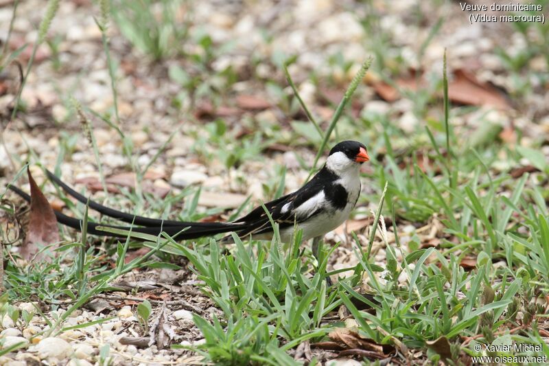 Pin-tailed Whydah male adult breeding, identification