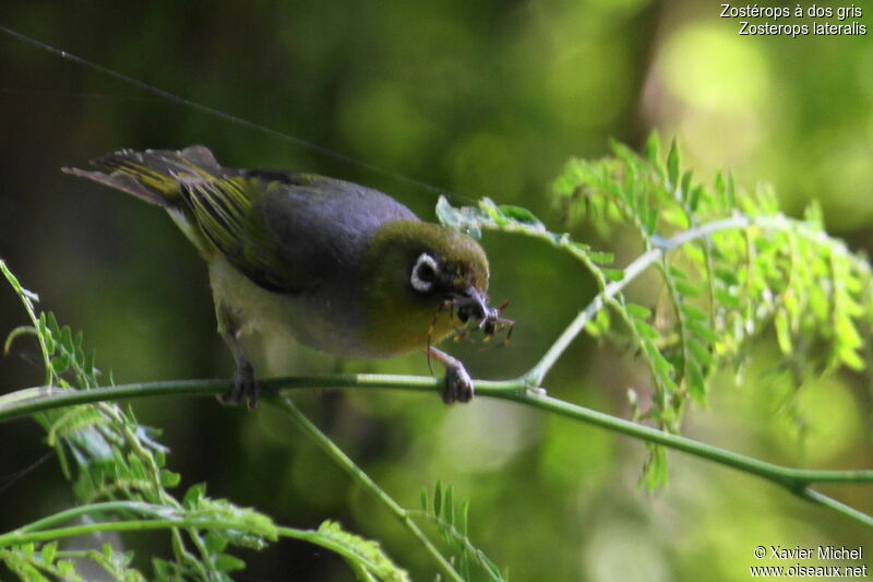 Zostérops à dos gris, régime