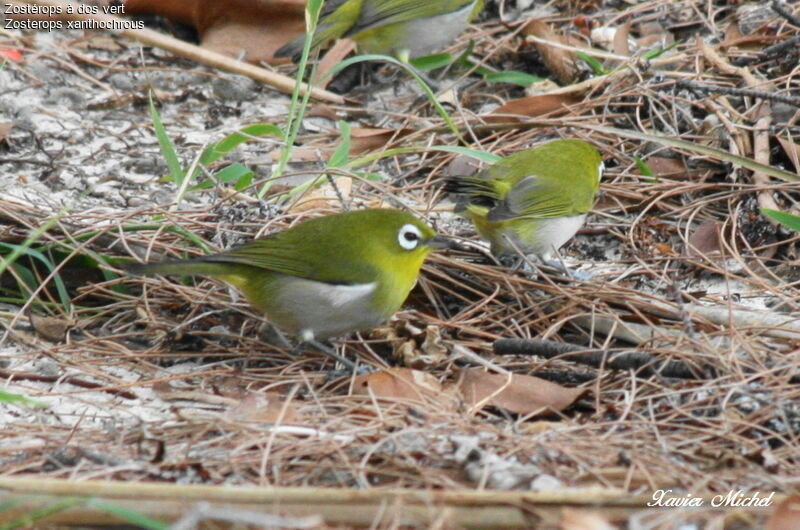 Zostérops à dos vert