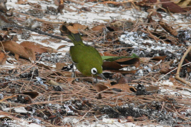 Green-backed White-eyeadult