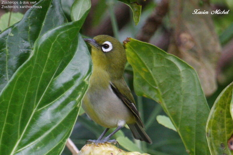 Zostérops à dos vert, identification