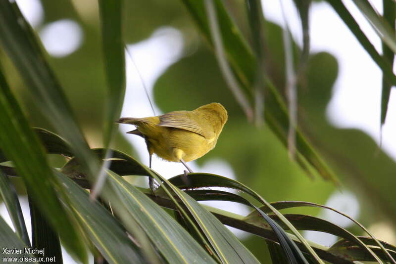 Zostérops à front jaune, identification