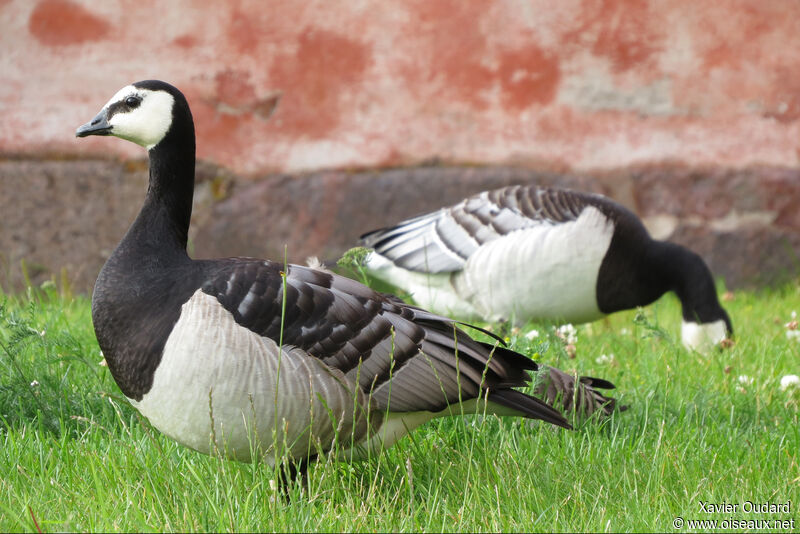 Barnacle Goose