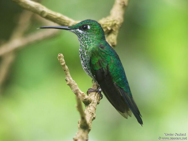 Green-crowned Brilliant female adult