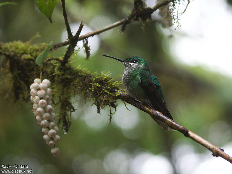 Green-crowned Brilliant female adult, habitat