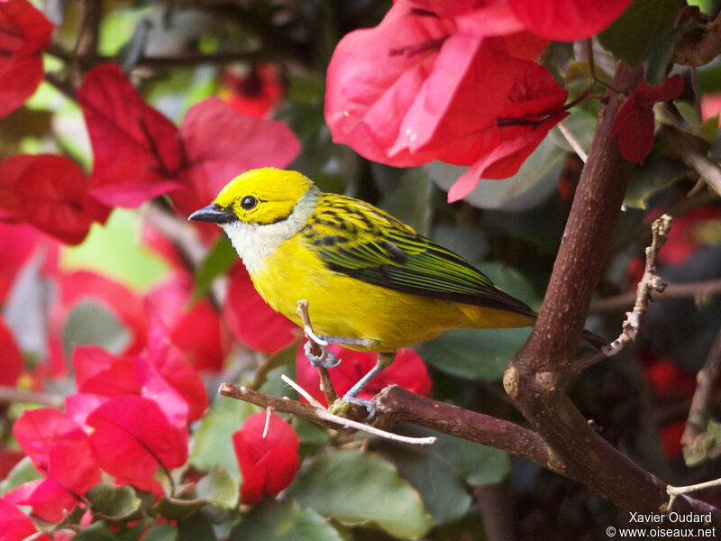 Silver-throated Tanager