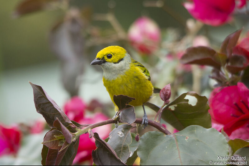 Silver-throated Tanager