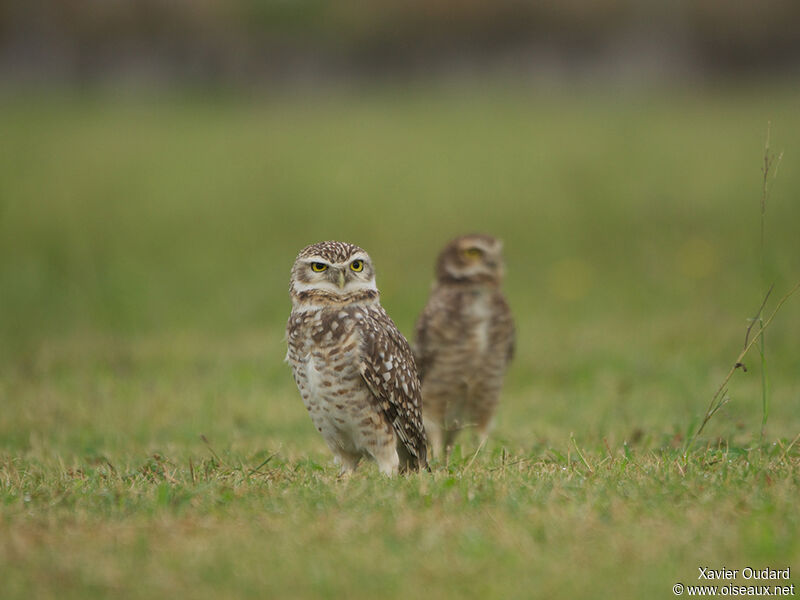 Burrowing Owl